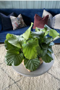 Calathea orbifolia Calathea orbifolia